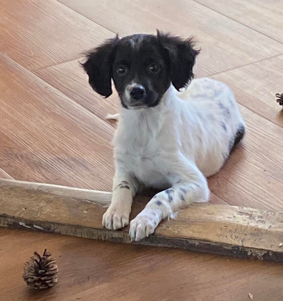 Hele mooie FRIESE STABIJ x HEIDEWACHTEL pup - teefje., Dieren en Toebehoren, Honden | Niet-rashonden, Parvo, Nederland, 8 tot 15 weken