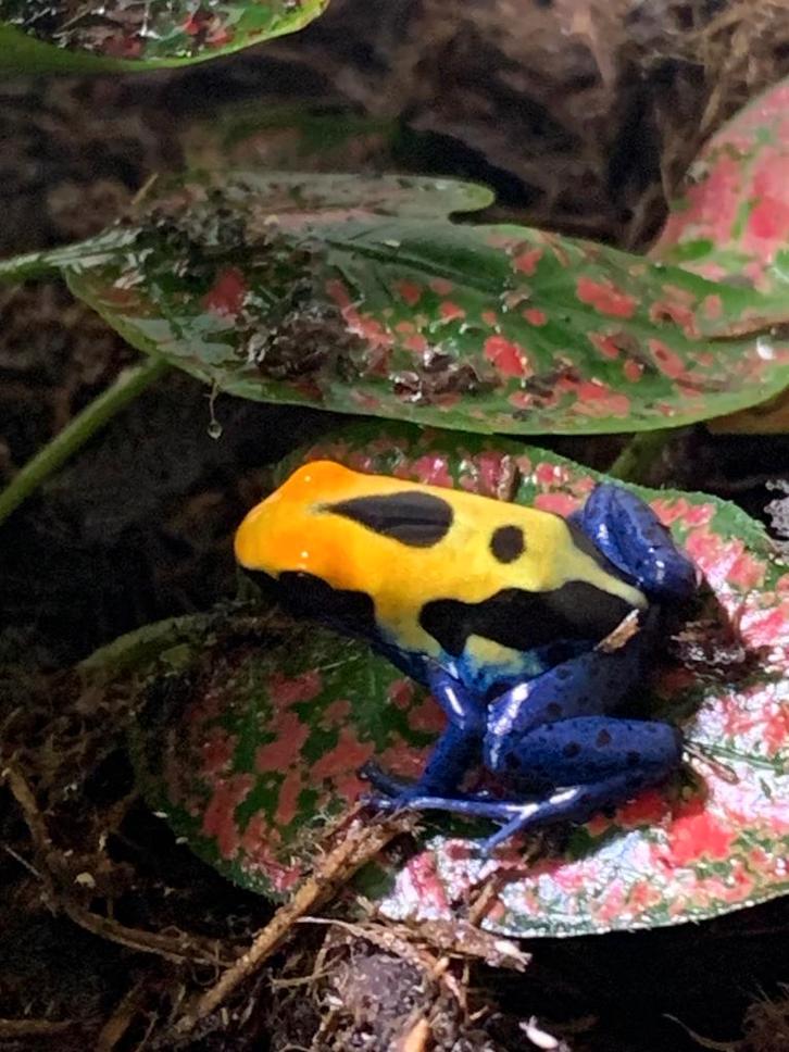 Gifkikkers Dendrobates Tinctorius Robertus 0.0.5 nakweek Frog - female for sale from Maria