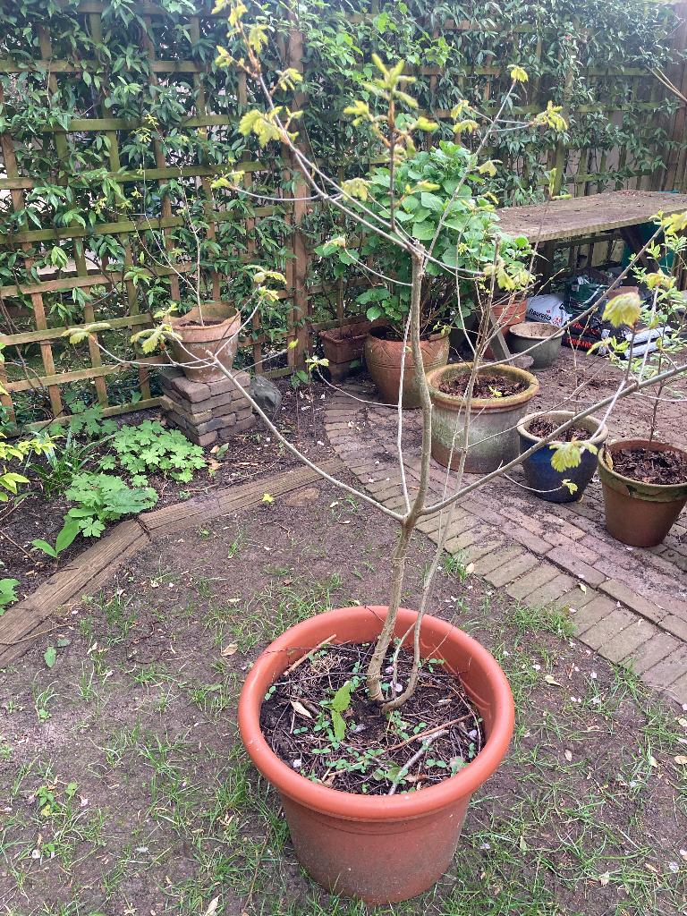 Eikenboompjes 3x (ca. 0.5-1m; 6jr), Tuin en Terras, Planten | Bomen, Bloeit niet, Halfschaduw, Overige soorten, 100 tot 250 cm