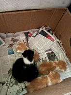 Kittens, Meerdere dieren