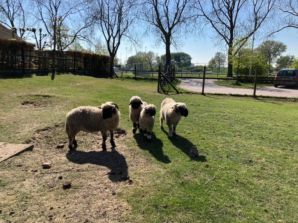 Walliser schwarznase schapen zwoerervrij en ARR, Dieren en Toebehoren, Schapen, Geiten en Varkens, Vrouwelijk, Schaap