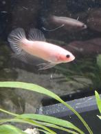 gratis jonge betta man, Dieren en Toebehoren, Vissen | Aquariumvissen, Vis, Zoetwatervis