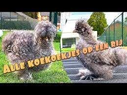 Zijdehoen kippen in verschillende kleuren., Vrouwelijk, Kip