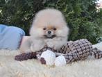 Pomeriaan pup teefje Cream Sable mini – te reserveren, Dieren en Toebehoren, Keeshond, 8 tot 15 weken, Buitenland, Teef