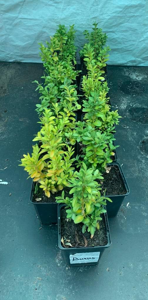 Te koop buxus, Tuin en Terras, Planten | Struiken en Hagen, Buxus, Minder dan 100 cm, Ophalen