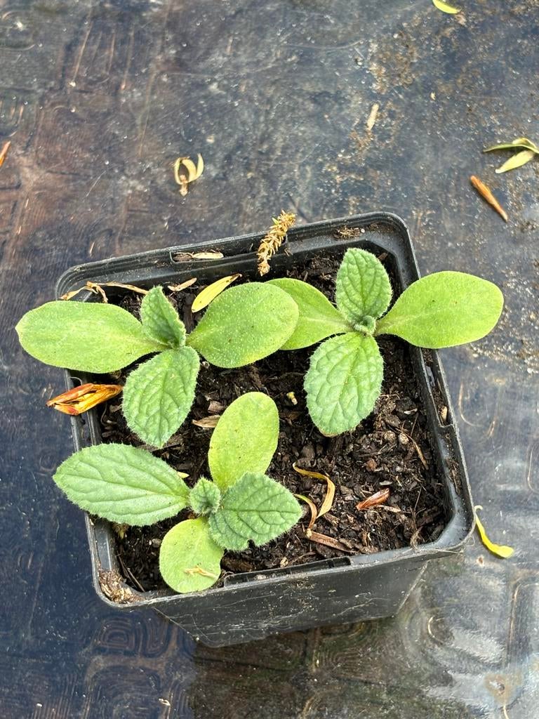 Kokkommerkruid, Ophalen, Volle zon, Eenjarig, Kruiden