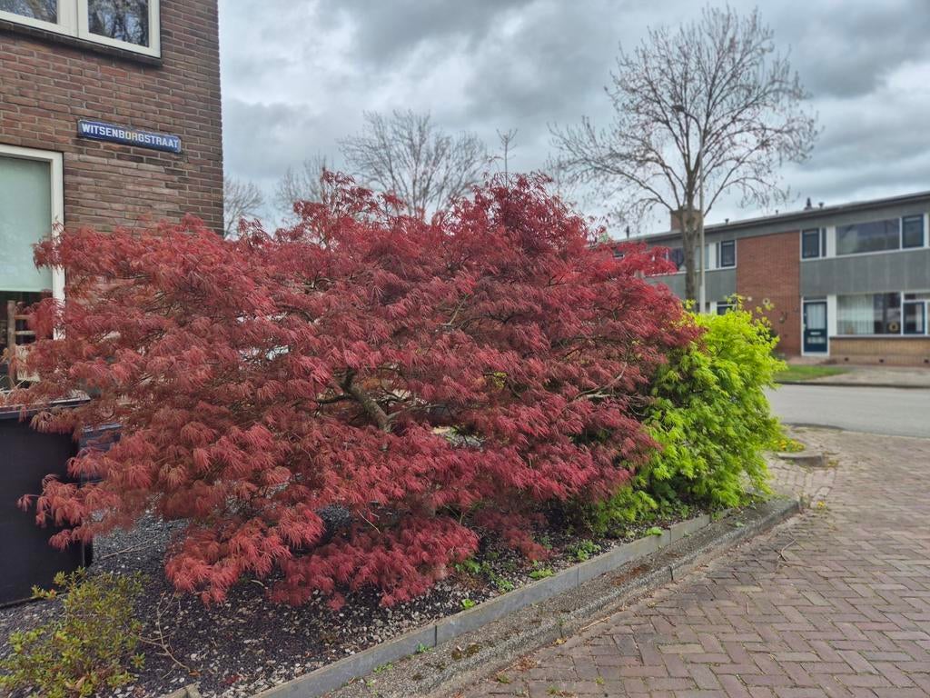 Esdoorn, Ophalen, Overige soorten, Halfschaduw