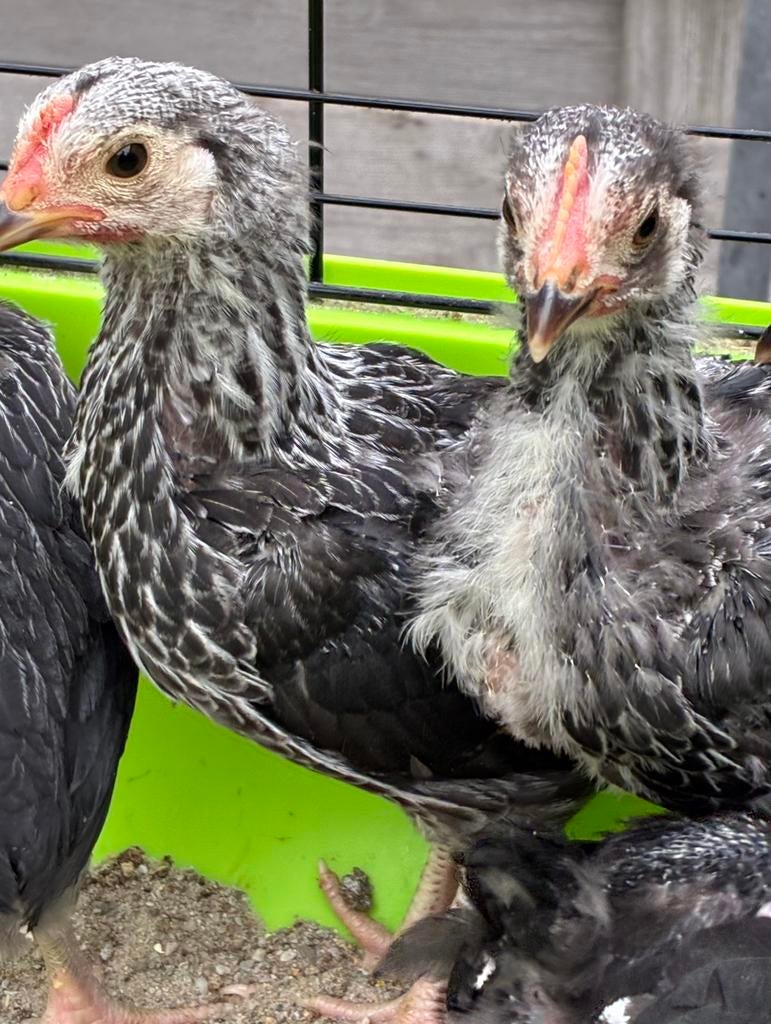 Sussex kriel, Dieren en Toebehoren, Pluimvee, Mannelijk, Kip