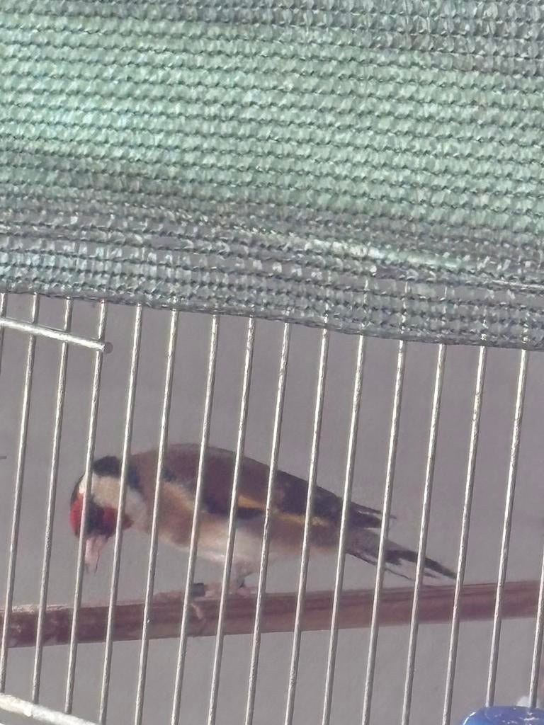 Parva man 2025, Dieren en Toebehoren, Vogels | Overige Vogels, Mannelijk