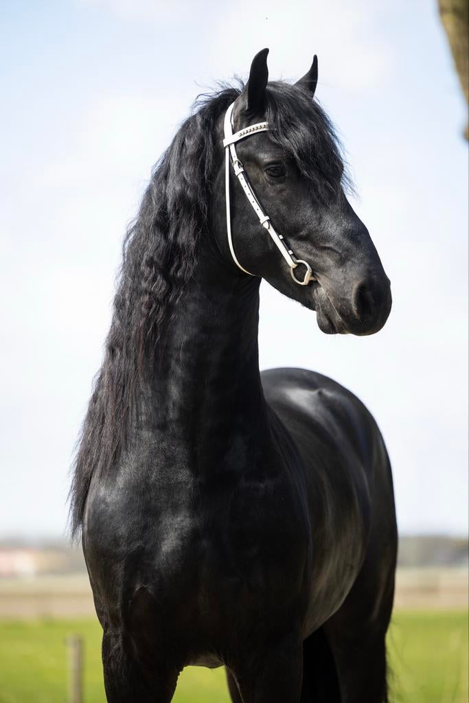 Grote Friese Sterhengst - 4 jaar, Hengst, 165 tot 170 cm, Dressuurpaard, 3 tot 6 jaar