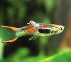 Mooie Endler guppen, 10 voor €4,00. Vissen, aquarium,planten, Dieren en Toebehoren, Vis