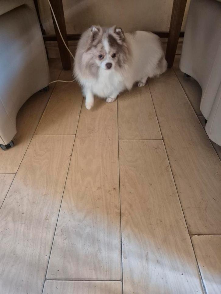 Pommeriaan teefje lilac merle, Dieren en Toebehoren, Honden | Chihuahua's en Gezelschapshonden, Teef, Chihuahua, Particulier, Eén hond