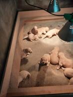 prachtige mooie golden retriever pups, Golden retriever, 8 tot 15 weken, Meerdere, Meerdere dieren
