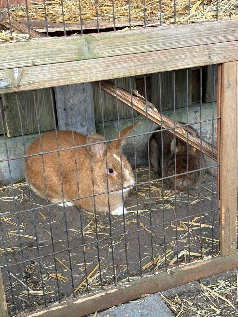 Rammelaar 4 maanden jong, Mannelijk, Groot, Hangoor, 0 tot 2 jaar