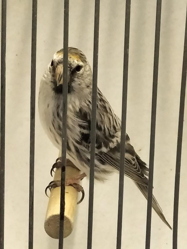 Grote barmsijs man, Dieren en Toebehoren, Vogels | Overige Vogels, Mannelijk