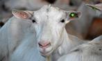 Gevraagd geiten of schapen
