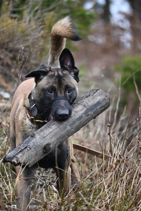 Mechelse herder reu 13 maanden, 15 weken tot 1 jaar, Reu, Parvo, Eén hond