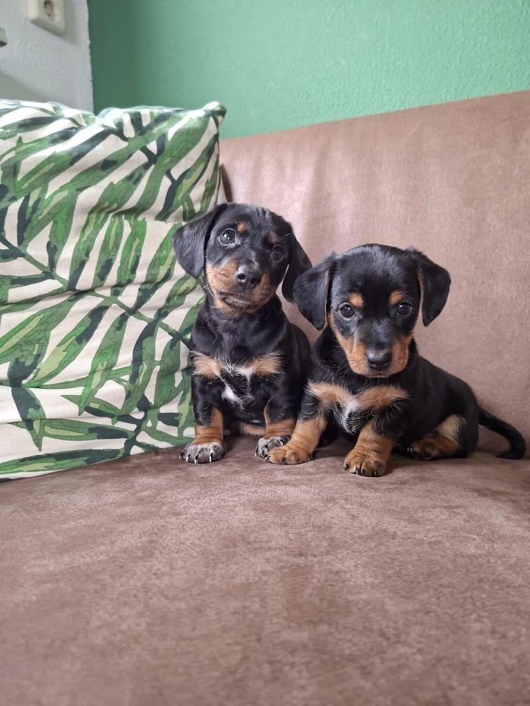 2 superleuke jack-teck puppy teefjes, 8 tot 15 weken, Korthaar, Teef, Dwerg