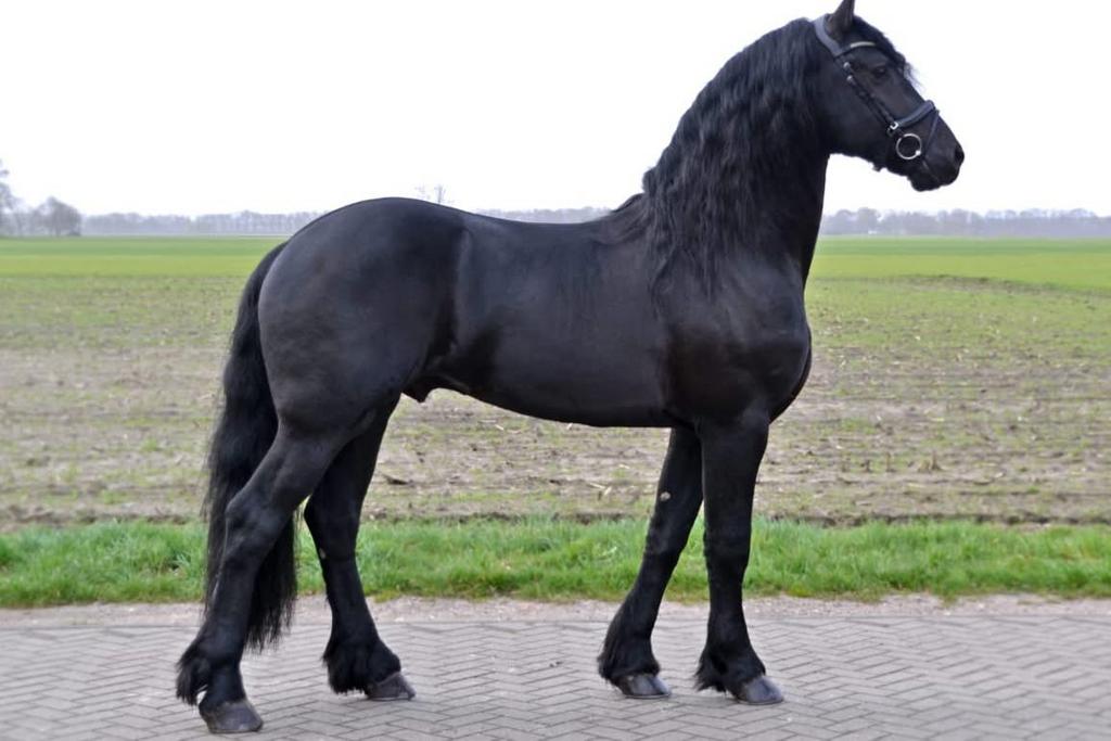 Ter dekking Durk, Hengst