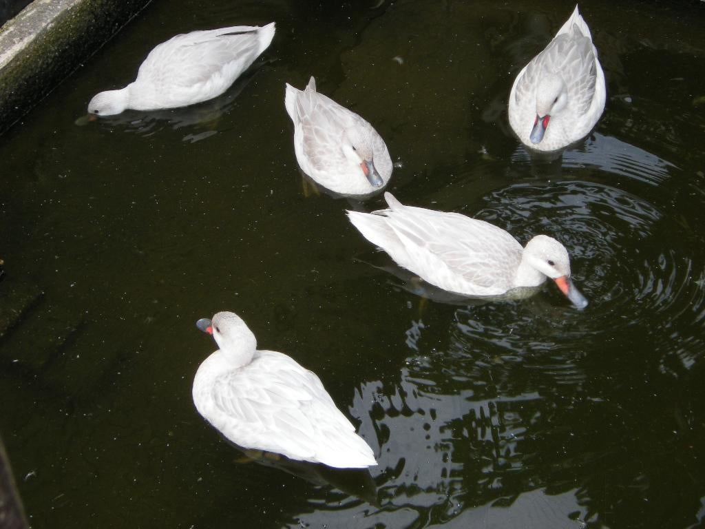 Eenden Bahama Pijlstaart Zilver., Meerdere dieren, Geringd