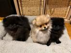 Pomeranians puppies, Dieren en Toebehoren, 15 weken tot 1 jaar, Meerdere, Meerdere dieren, Klein
