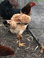 Maleier en indio/legkip hen, Vrouwelijk, Kip