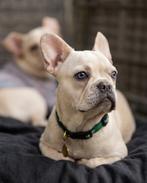 Franse buldog creme, Particulier, 15 weken tot 1 jaar, Buitenland, Bulldog