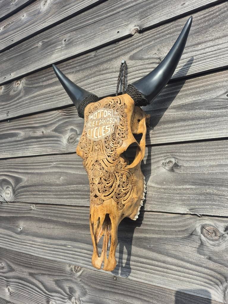 Koe schedel Harley Davidson, Ophalen of Verzenden, Zo goed als nieuw, Overige soorten, Schedel