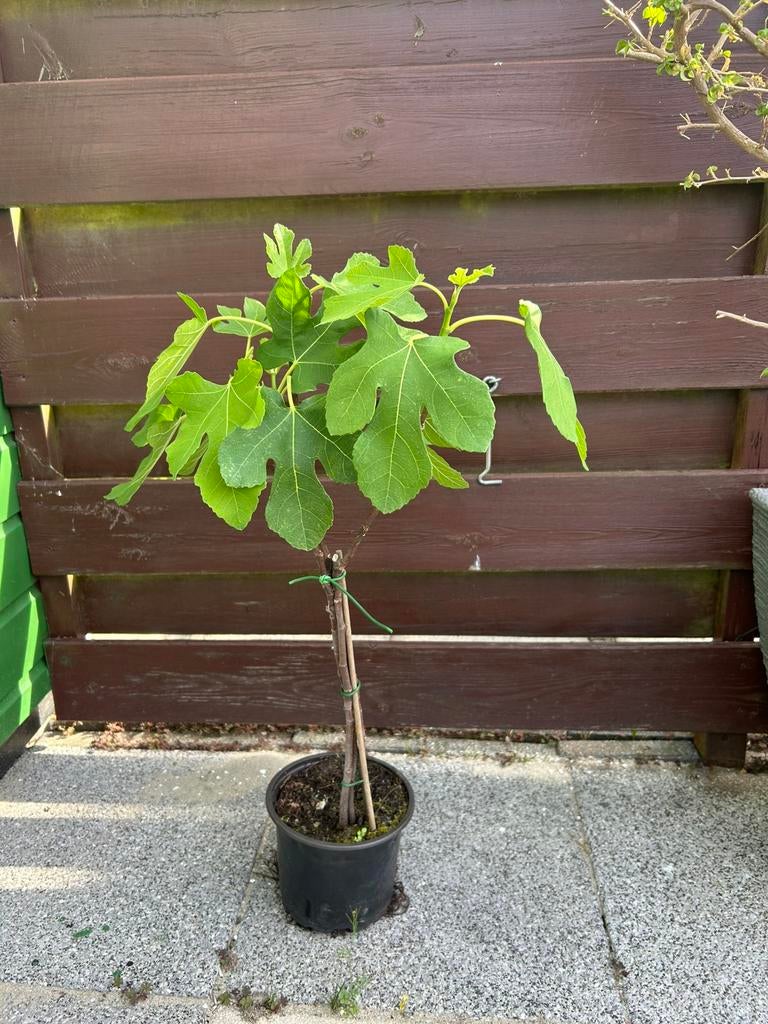 Vijgen boompje op stam biologisch, Tuin en Terras, Ophalen, Minder dan 100 cm, In pot, Vijgenboom