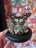 Opgezette Vlinder Stolp met Labradoriet & Droogbloemen, Verzamelen, Ophalen of Verzenden