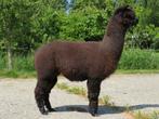 Te koop: 2 alpaca ruinen - samen of apart, Juli, Mannelijk