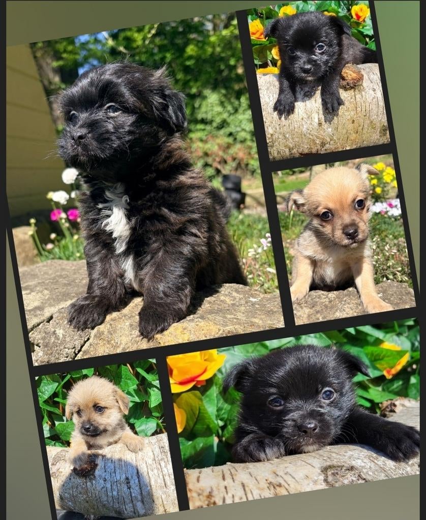leuke kruizing maltipoo pups te koop., Dieren en Toebehoren, HCC (leverziekte), Overige rassen, 8 tot 15 weken, Meerdere