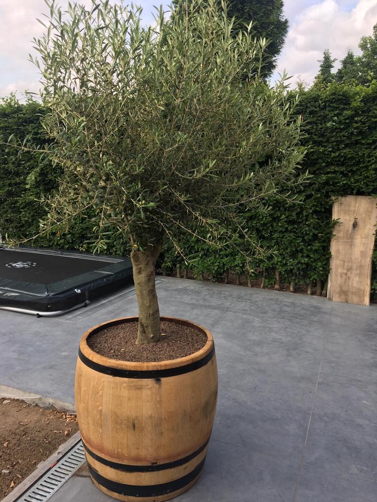 Eiken bloembakken van wijnvaten - Uniek & Duurzaam, Ophalen of Verzenden