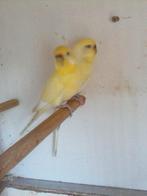 Te Koop;1gele gras- parkiet 2025, Vrouwelijk, Parkiet
