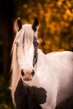 Bijrijder gezocht voor lieve Tinker (omgeving Voorschoten), Ophalen of Verzenden