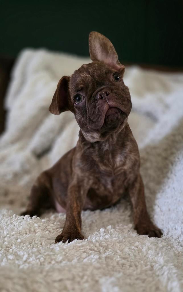 💙 Super leuke x franse bulldog reu pup bijzondere kleur 💙, Dieren en Toebehoren, Parvo, Reu, 8 tot 15 weken, Bulldog