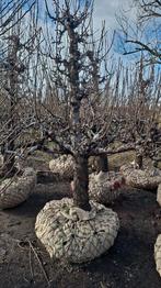 Conference laagstam perenbomen 50 jaar, Ophalen, 250 tot 400 cm, Perenboom, Lente