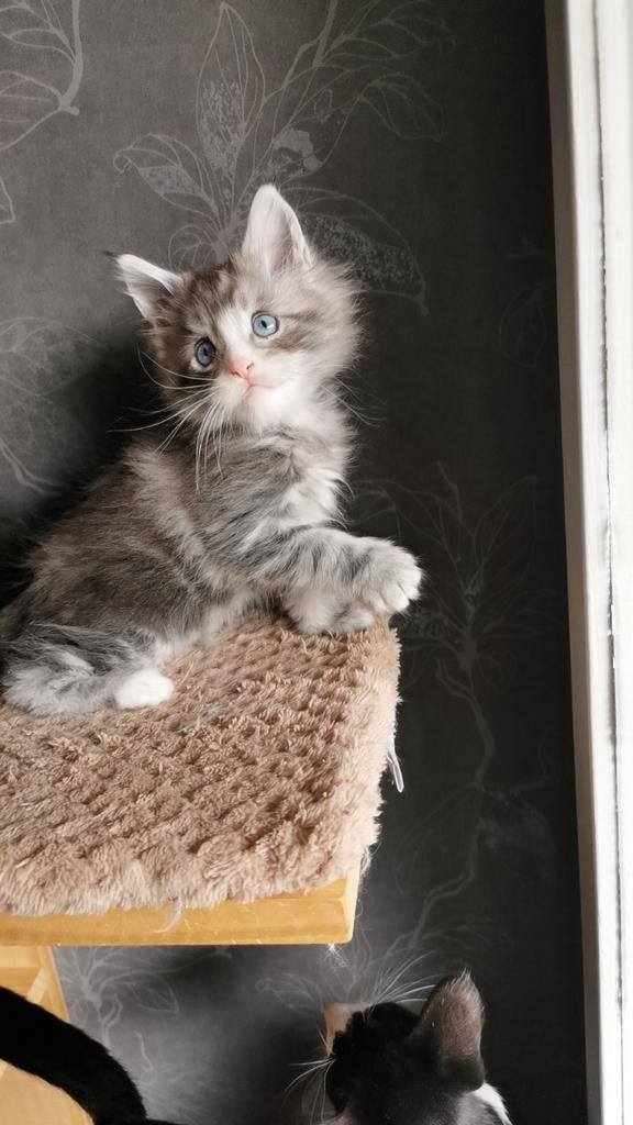 Maine Coon kittens, Meerdere dieren, Met stamboom