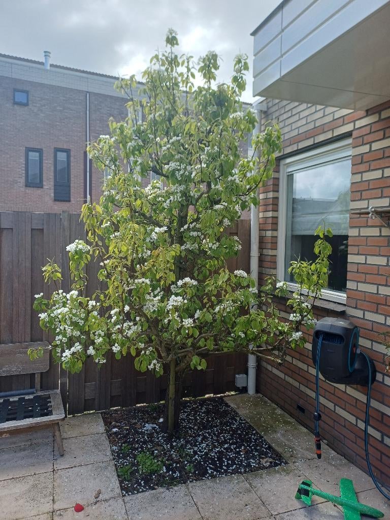 Perenboom, Ophalen, Perenboom, 250 tot 400 cm, Halfschaduw