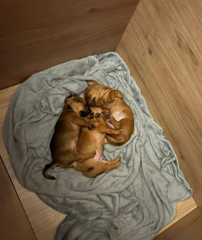 Jack russell pups, Parvo, Jack Russell Terriër, Reu, 8 tot 15 weken