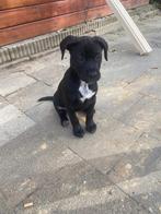 Bully xl x rottweiler, Dieren en Toebehoren, 8 tot 15 weken, Teef, Groot, Eén hond