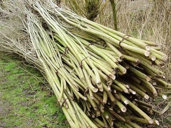 Bij wie in Cuijk/ nabij kan ik wilgentakken halen, gratis?, Ophalen, Overige soorten, 100 tot 250 cm