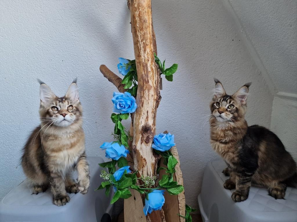 Maine coons met stamboom, Meerdere dieren, Met stamboom, 0 tot 2 jaar