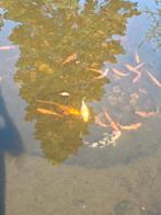 Vissen, Dieren en Toebehoren