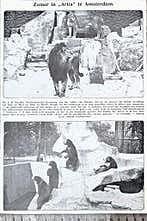 Artis 1929; zomer in artis met leeuwen en beren, Verzenden, Voor 1940, Gebruikt, Dier
