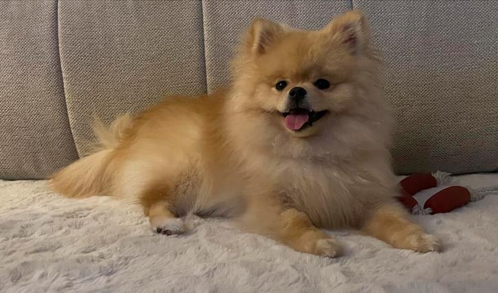 Pomeriaan Boo, Dieren en Toebehoren, Honden | Niet-rashonden, Klein, Reu, Particulier, Eén hond, Nederland, 15 weken tot 1 jaar