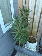 Orleander, Tuin en Terras, Volle zon, Vaste plant, Zomer, Ophalen