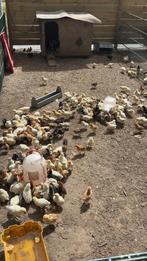 Kuikens te koop, Dieren en Toebehoren, Meerdere dieren, Kip
