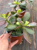 Jade plant red tip pot12cm, Ophalen of Verzenden, Halfschaduw, Minder dan 100 cm
