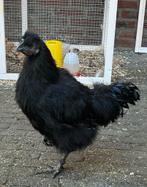 Jonge europese zijdehoen haan, Mannelijk, Kip